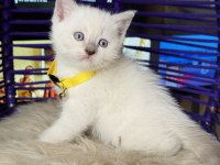 British Shorthair Bluepoint Dişi Erkek Yavrular