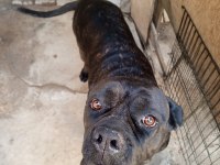 Dişi cane corso