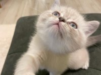 Scottish fold yavrular