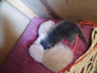 İlk ailesi siz olun british shorthair