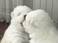 Şampiyon Samoyed Yavruları