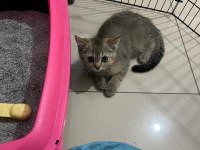 GOLDEN NY 12 ERKEK KEDİMİZ YENİ SAHİBİNİ BEKLİYOR