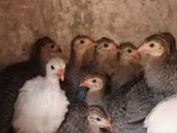 Tokat tavuğu yavrusu yeni yuvalarını arıyolar