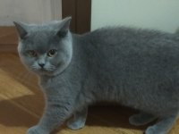 Dişi british shorthair