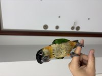 El besleme bebek 90 günlük Caique (Kayık) papağanı