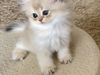 Safkan British Longhair Blue Golden erkek yavru