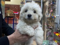 YAVRU TERRİER KÖPEKLERİM YENİ YUVALARINA GİTMEYE HAZIR