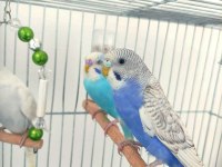 4 Adet Sağlıklı Yavru Muhabbet Kuşları