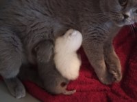 Dişi british shorthair