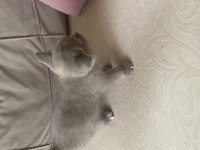 Scottish fold kedimiz