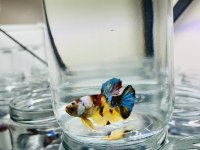 Canndy betta (koi-plakat)