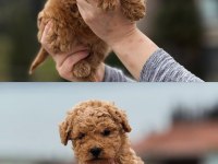 TOY POODLE YAVRUMUZ YENİ AİLESİNE HAZIR