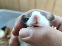 Dumbo Rat husky kepçe kulak Fethiyeden tüm şehirlere
