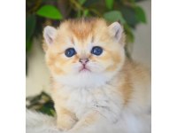 Ny12 Golden British Shorthair Yavrular