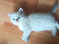Erkek bebek kedim