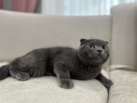 Yetişkin British Kedilerim Sahiplendirilecektir
