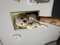 Çok uygun acil poodle