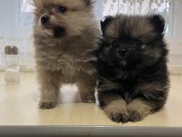 Pomeranian boo 3,5 aylık