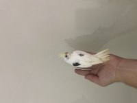 Heavy CF Clear Albino Lutino El Besleme Yavru Sultan