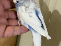 29-33 Günlük Arası Yeni Yeme Düşen Kuşlarım