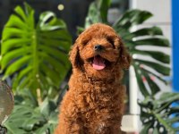 SAĞLIK VE IRK GARANTİLİ TOY POODLE