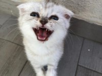 Safkan Scottish fold erkek kedimiz