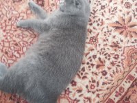 British shorthair 7 aylık