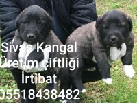 MERKEZ KANGAL ÜRETİM ÇIFTLIGINDEN SATILIK KANGALLAR