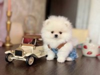 Teacup Ayıcık Pomeranian