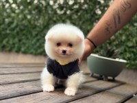 Sağlık Ve Irk Garantili Pomeranian