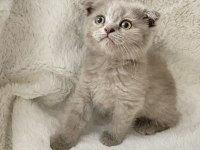 Mükemmel huylu scottish fold yavrumuz