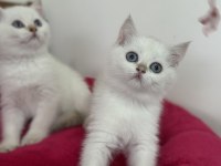 En güzel british longhair ve shorthair yavrularımız