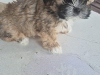 sıfır burun uslu shih tzu