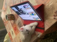 Fıstık british shorthair yavrumuz