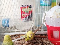 Şov jumbo yavru muhabbet kuşu