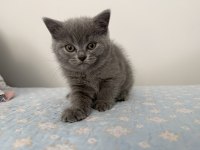 British Shorthair Dişi 55 Günlük