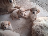 Golden retriever yavrum sağlı ve ırk garantilidir