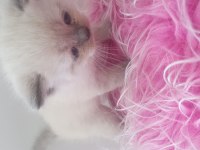 1 aylık scottish fold yavrular