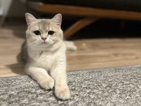 Ay12 dişi şampiyon (anne baba) safkan british shorthair