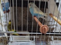 Yavru muhabbet kuşu el besleme