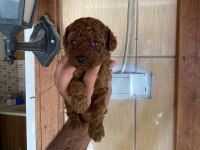 Toy poodle browni renkler