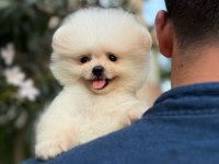 ORJİNAL POMERANİAN BOO KÖPEKLER