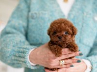 Muazzam Yüz Yapısına Sahip Kore Poodle Bebek