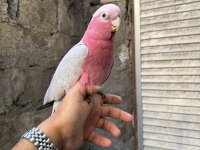 EVCİL GÜL KAKADU PAPAĞANI