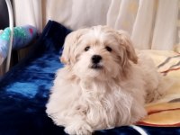 Maltese terrier 5 aylık
