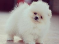 POMERANİAN BOO YAVRULARI
