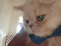 BAKMADAN GEÇMEYİN YAVRU KEDİLERE