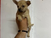 Minyatür pinscher yavrusu 45 günlük