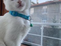 6 aylık russian white blue kedisi erkek