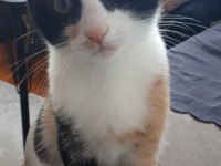 İki adet 3 aylık dişi kedi yavrusu
